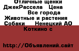 Отличные щенки ДжекРассела › Цена ­ 50 000 - Все города Животные и растения » Собаки   . Ненецкий АО,Коткино с.